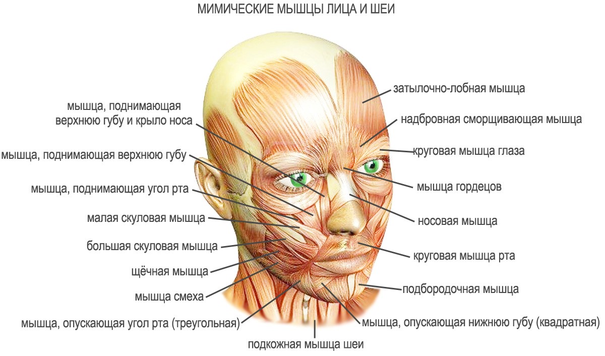 лицевые мышцы