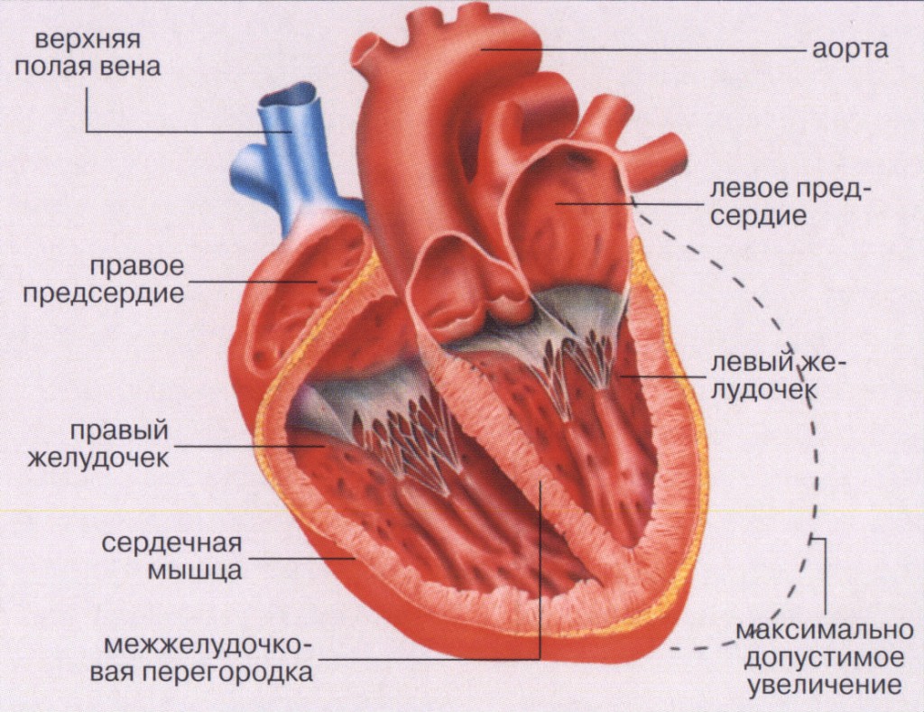 мышцы сердца
