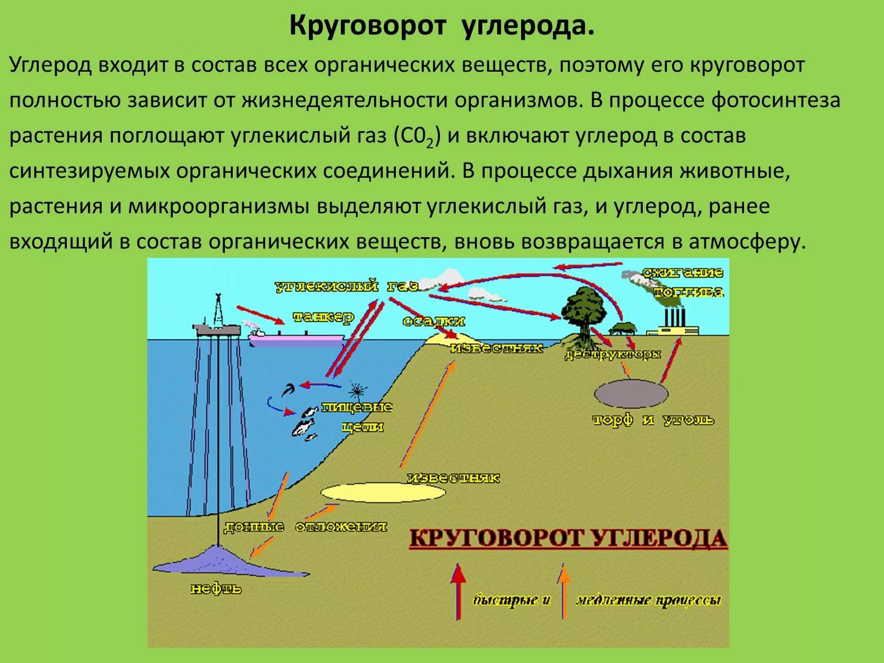 Изобразите с помощью схемы природные процессы обеспечивающие круговорот углекислого газа в природе