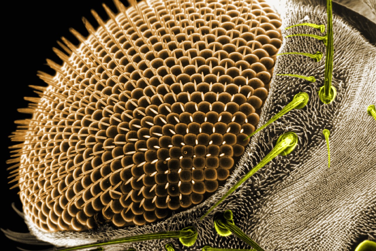 Под микроскопом. Фасеточные глаза мухи. Фасеточные глаза Стрекозы. Строение фасеточного глаза насекомого. Фасеточные глаза под микроскопом.