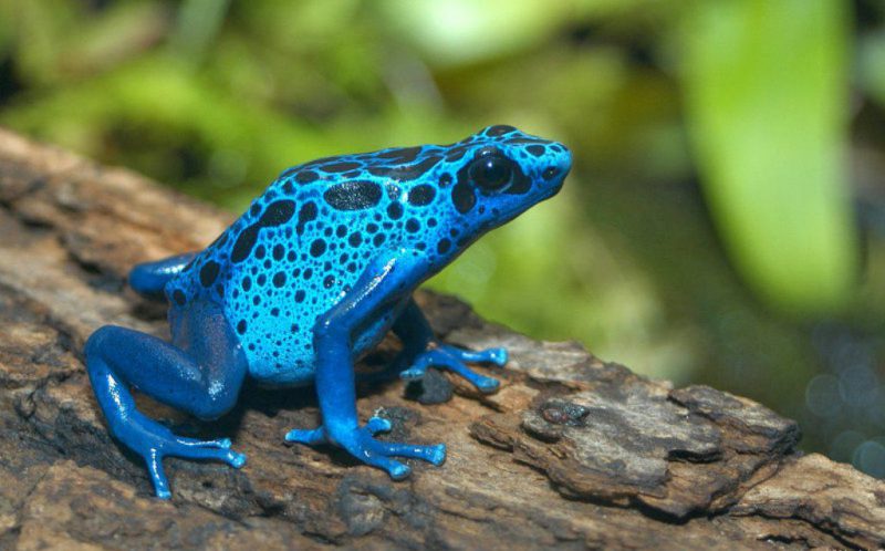 как узнать лягушка ядовитая или нет. Dendrobates azureus5. как узнать лягушка ядовитая или нет фото. как узнать лягушка ядовитая или нет-Dendrobates azureus5. картинка как узнать лягушка ядовитая или нет. картинка Dendrobates azureus5.