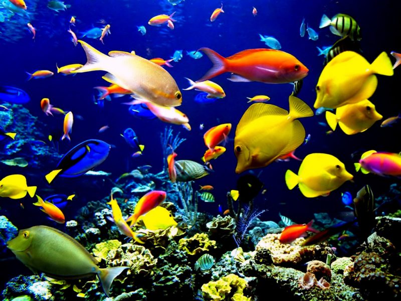 Богатый подводный мир Красного моря