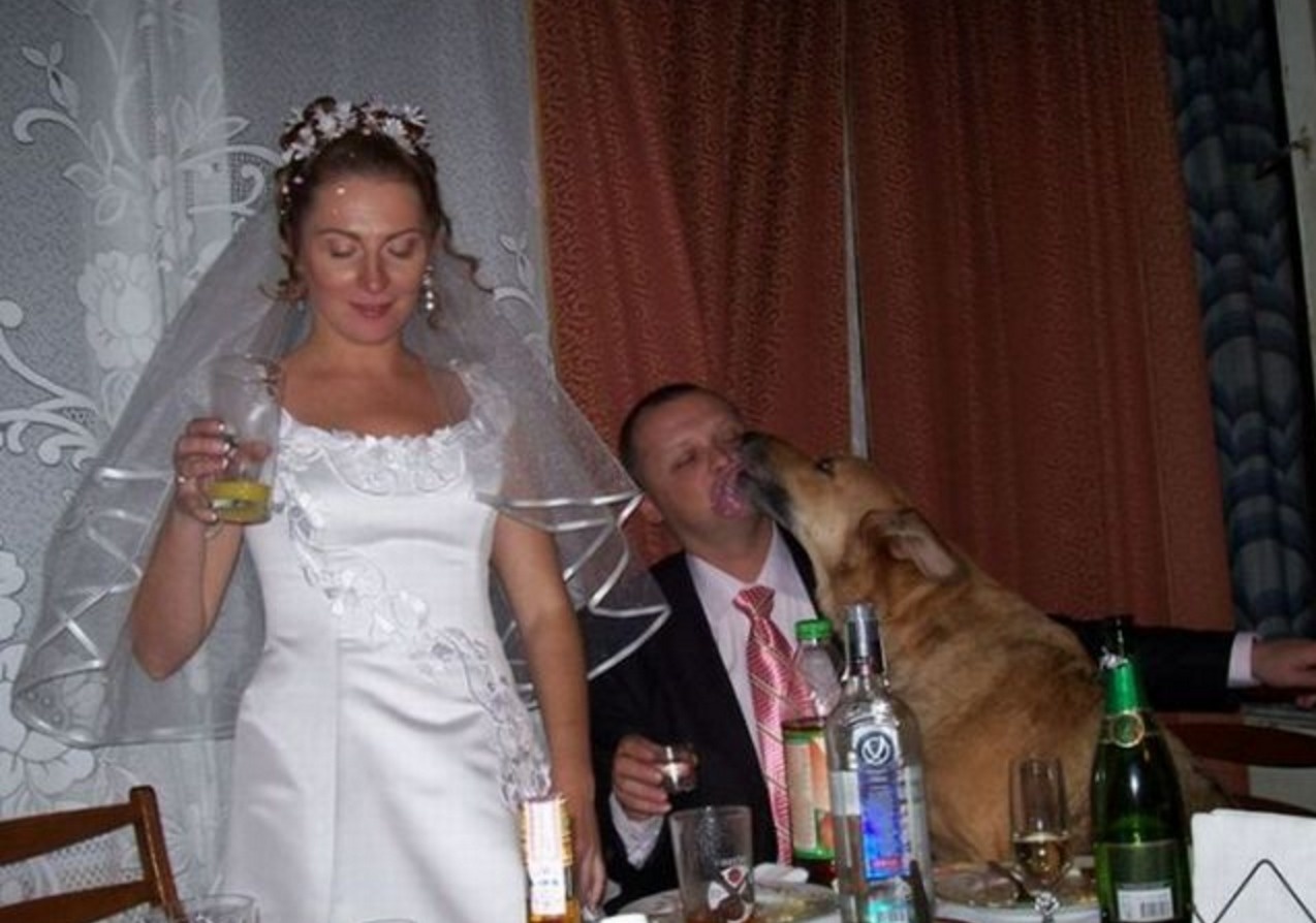 свадьба собака