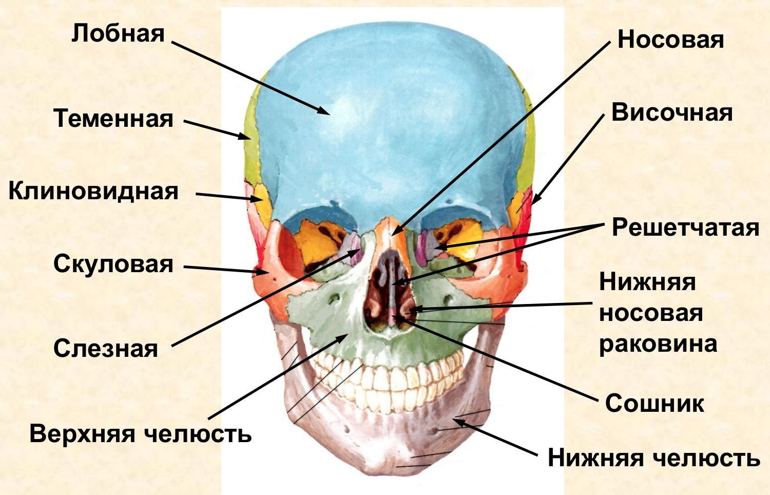 Части головы как называются картинки