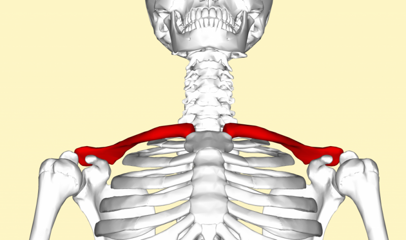 Фото ключицы у детей