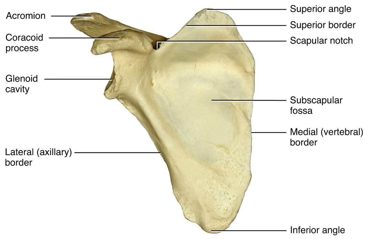 Где самые маленькие кости. Акромион лопатки анатомия. Акромион лопатки анатомия латынь. Коракоид у человека. Коракоид лопатки.