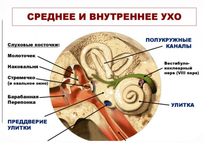 Лонная кость где находится у человека фото