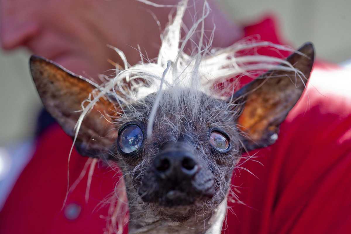 Сэм – перуанская голая собака