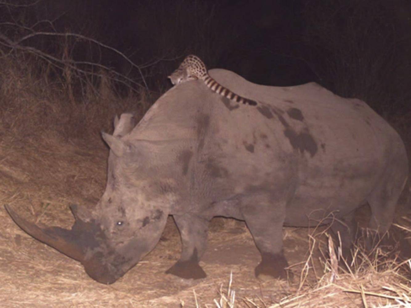 Генеты, которые катаются верхом на носороге