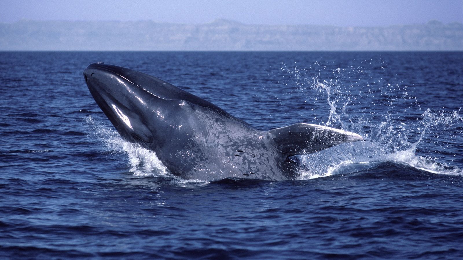 синие киты