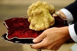 Самые дорогие грибы в мире