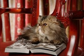 Самые умные породы кошек: топ-10