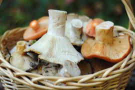 Как солить грузди правильно – лучшие способы