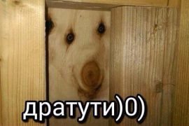 Что такое дратути и откуда взялась эта шутка