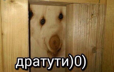Что такое дратути и откуда взялась эта шутка