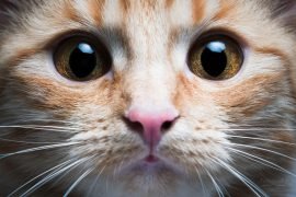 Почему нельзя смотреть кошке в глаза