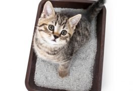 Как приучить котенка к лотку – все хитрости