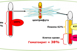 Что такое гематокрит и почему он повышается?
