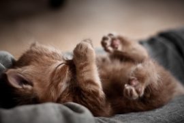 К чему снятся котята – толкование снов