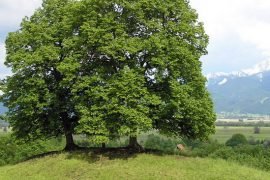 Какое самое сладкое дерево наших лесов?