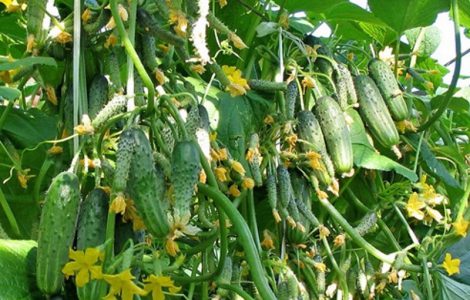 Какие огурцы самые урожайные для открытого грунта